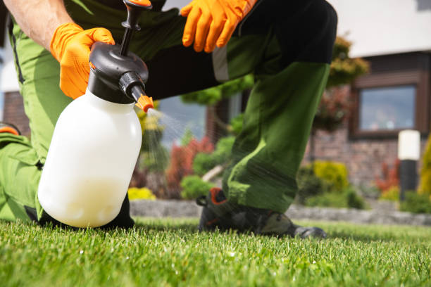 Wasp Removal Services in Rush Springs, OK