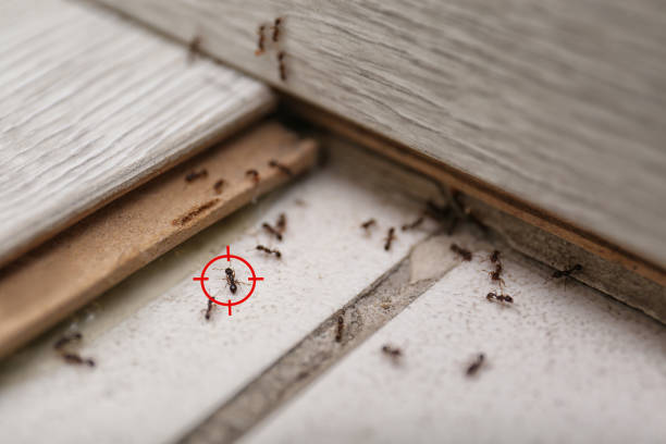 Best Wildlife Control Services  in Rush Springs, OK
